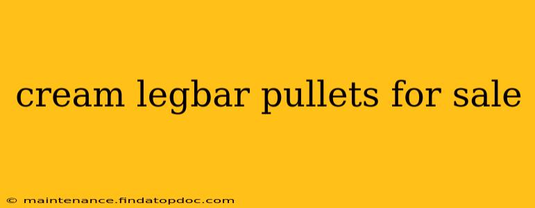 cream legbar pullets for sale