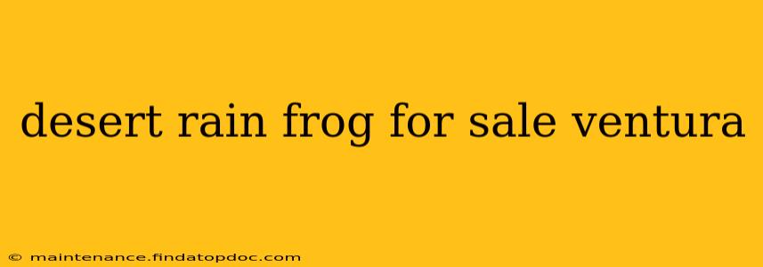 desert rain frog for sale ventura