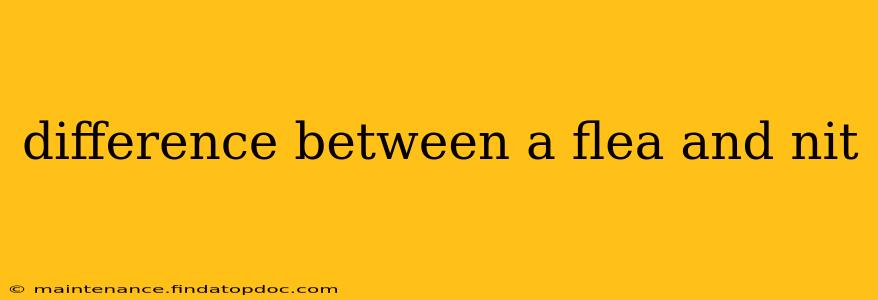 difference between a flea and nit