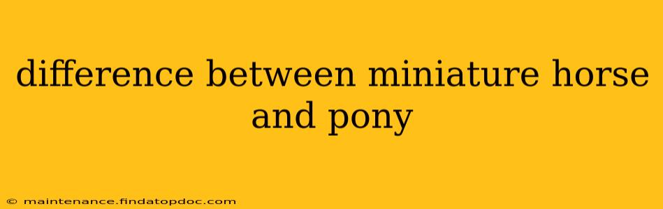 difference between miniature horse and pony