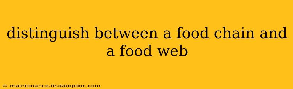 distinguish between a food chain and a food web
