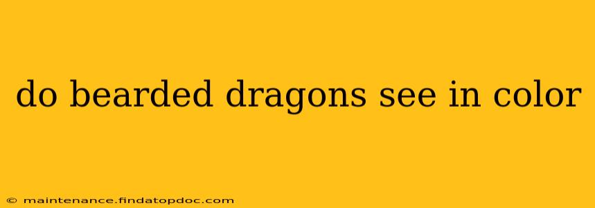 do bearded dragons see in color