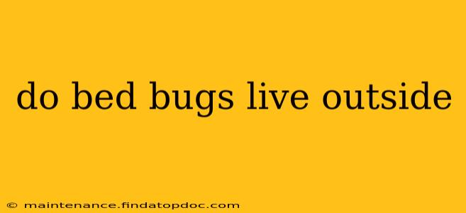 do bed bugs live outside