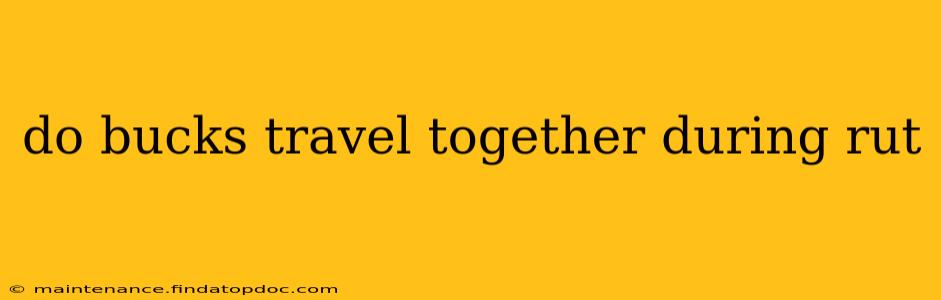 do bucks travel together during rut