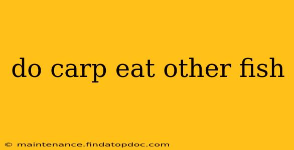 do carp eat other fish