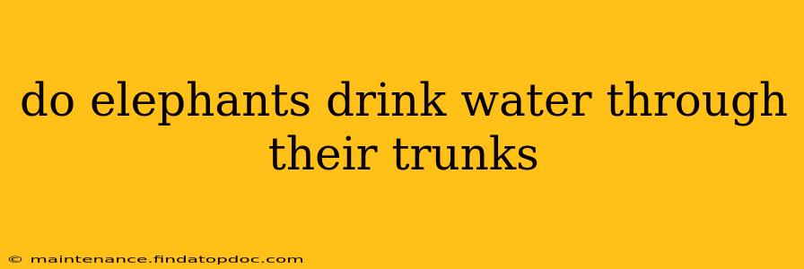 do elephants drink water through their trunks