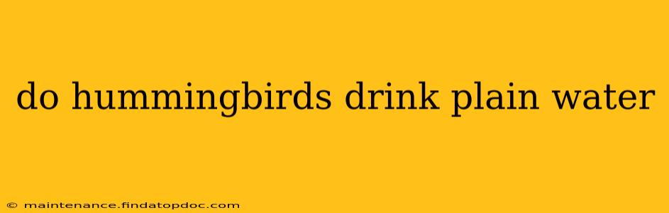 do hummingbirds drink plain water