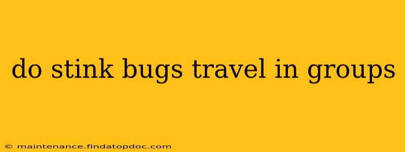 do stink bugs travel in groups