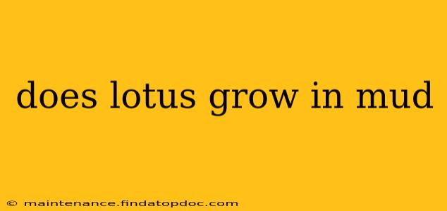 does lotus grow in mud