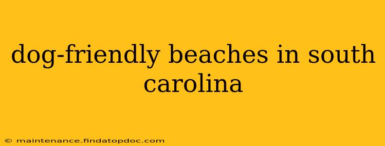 dog-friendly beaches in south carolina