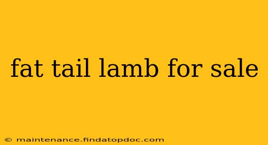 fat tail lamb for sale