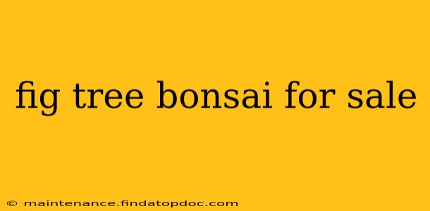 fig tree bonsai for sale