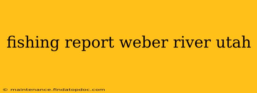 fishing report weber river utah