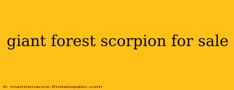 giant forest scorpion for sale