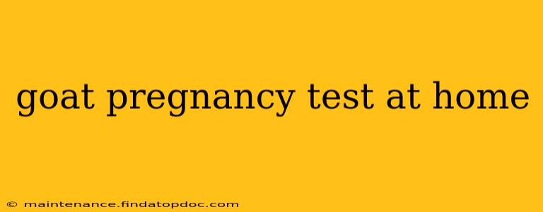 goat pregnancy test at home