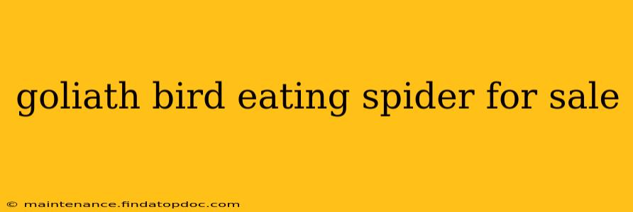 goliath bird eating spider for sale