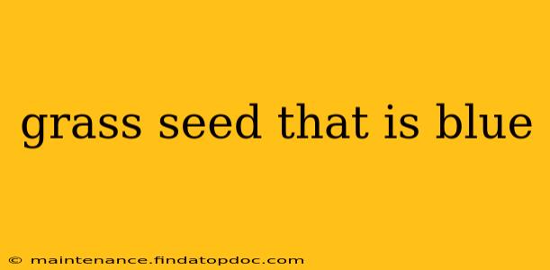 grass seed that is blue