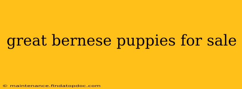 great bernese puppies for sale