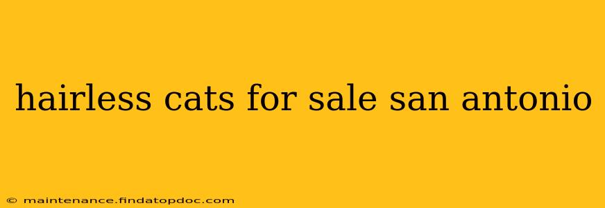 hairless cats for sale san antonio