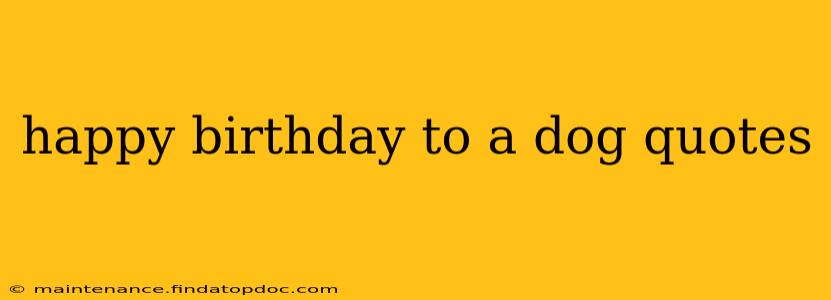 happy birthday to a dog quotes