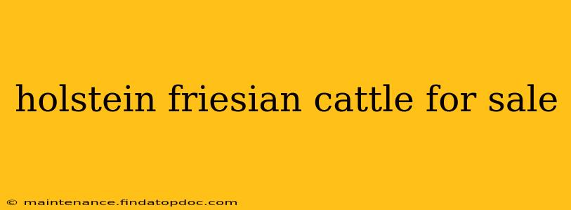 holstein friesian cattle for sale