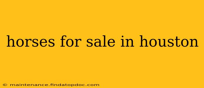 horses for sale in houston