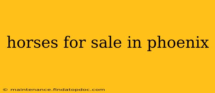 horses for sale in phoenix