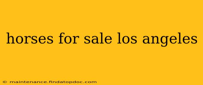 horses for sale los angeles