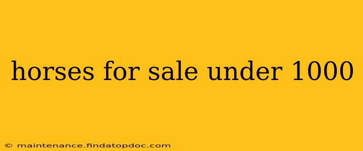 horses for sale under 1000