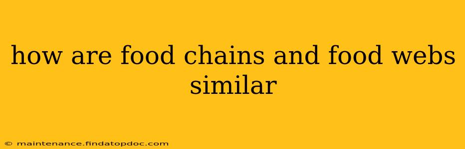 how are food chains and food webs similar