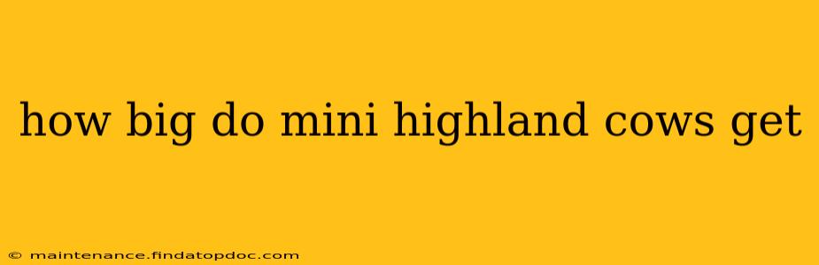 how big do mini highland cows get