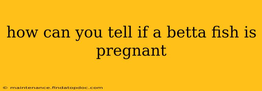 how can you tell if a betta fish is pregnant