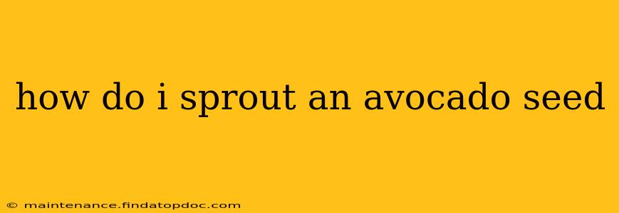 how do i sprout an avocado seed