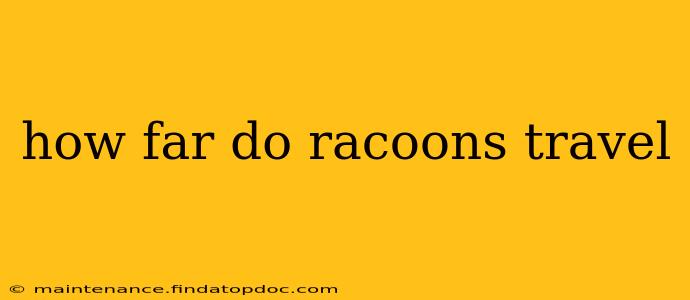 how far do racoons travel