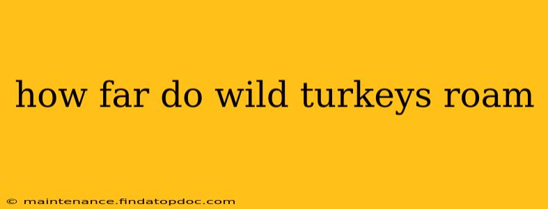 how far do wild turkeys roam