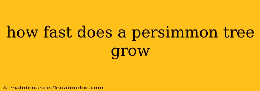how fast does a persimmon tree grow