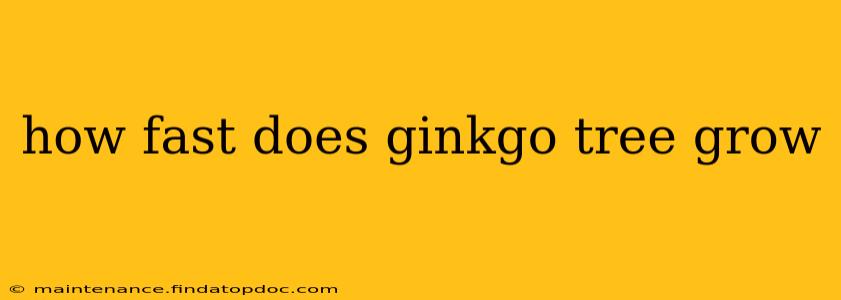 how fast does ginkgo tree grow