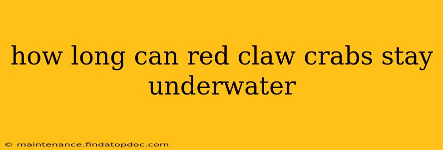 how long can red claw crabs stay underwater