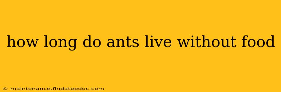 how long do ants live without food