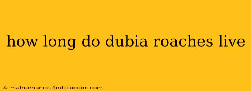 how long do dubia roaches live