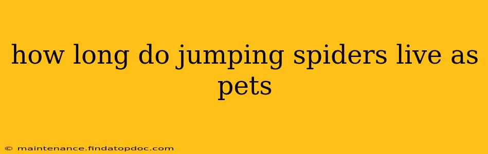 how long do jumping spiders live as pets