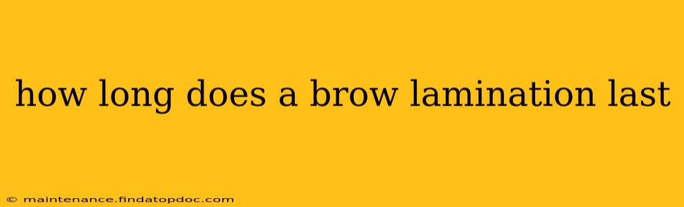 how long does a brow lamination last