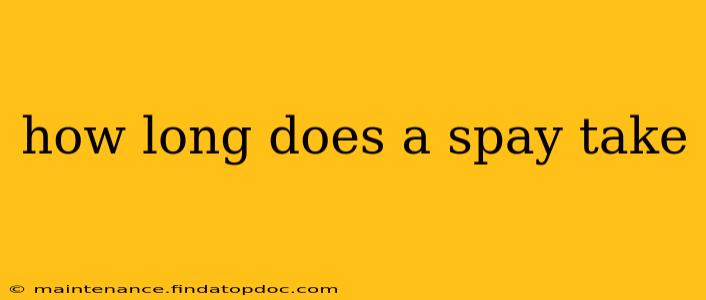 how long does a spay take