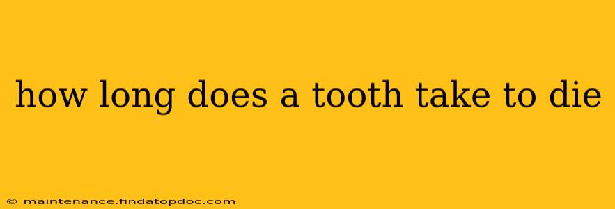 how long does a tooth take to die
