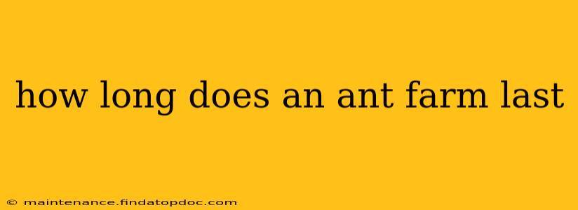 how long does an ant farm last