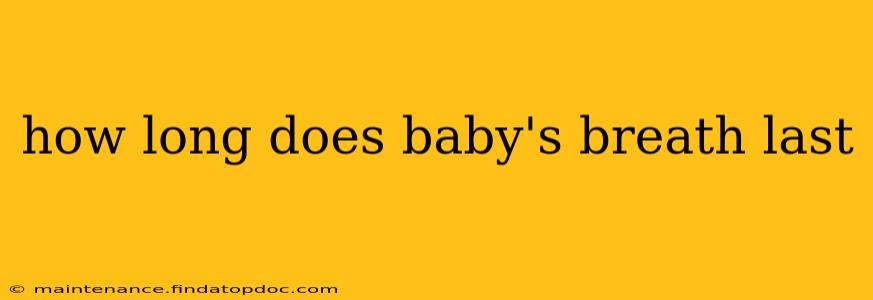 how long does baby's breath last