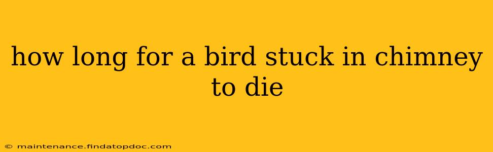 how long for a bird stuck in chimney to die