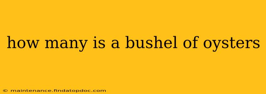 how many is a bushel of oysters