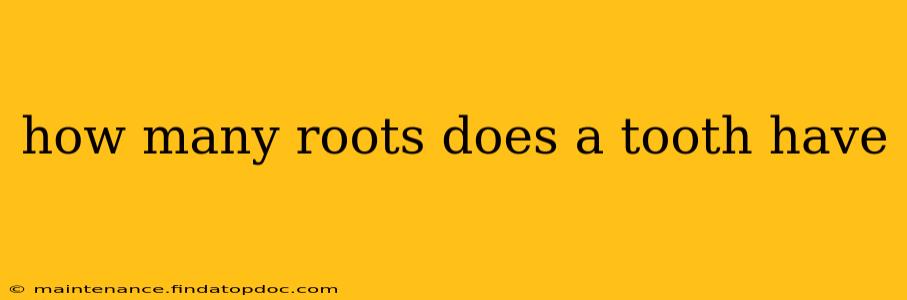 how many roots does a tooth have