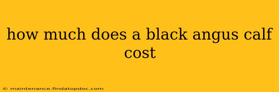 how much does a black angus calf cost